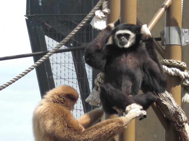 ���R������