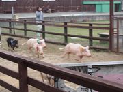 ܂邳񂳂̂炭̂}U[Yh~Nq̓eʐ^1