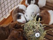 ܂邳񂳂̂炭̂}U[Yh~Nq̓eʐ^2