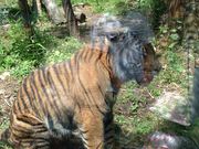 񂯂񂳂̔؎RtWTL̓mis؎Rj̓eʐ^2