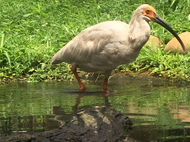 �Ɏq�z���ł����A�������߂��Ńg�L�̊ώ@���ł��܂���
_�g�L�̐X����