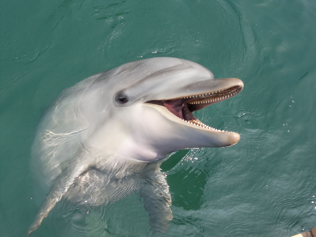 全国 イルカに会える水族館28選 生態からイルカウォッチング情報までご紹介 2 じゃらんnet