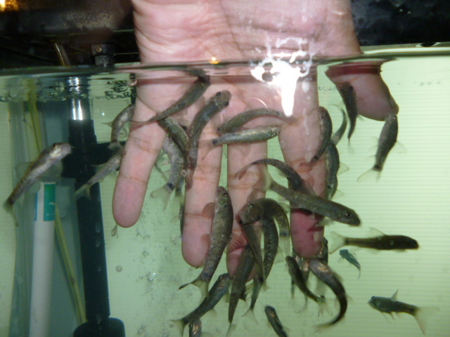 �h�N�^�[�t�B�b�V���̌�_�X�C�W�]���I�z�[�c�N�^���[