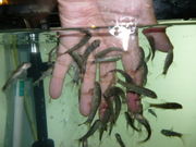 l̕XCW]Iz[cN^[̓eʐ^1