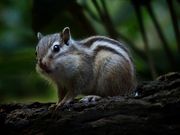 䂫񂳂̉~Rnт̓eʐ^1