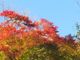 Sachiさんの地獄谷の紅葉の投稿写真1