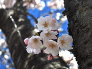 ̂肿񂳂̌w̍̓eʐ^1