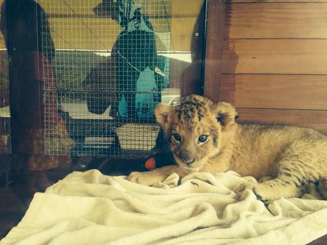 �H�g�䎩�R���������T�t�@�������h