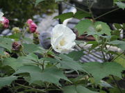 �̂�����̎ɓ߉@�̓��e�ʐ^2