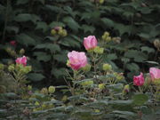 �̂�����̎ɓ߉@�̓��e�ʐ^3