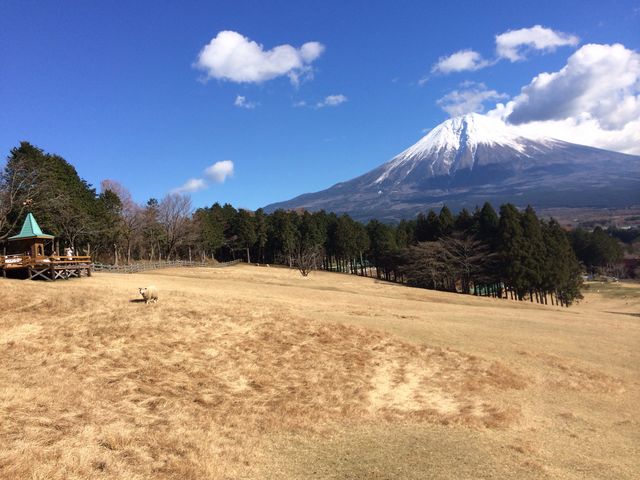 �܂����̖q��