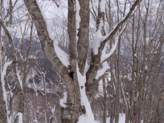 ���ʊێR�̓r�����ނ��鋐�؂̃u�i�B����200�N�ȏ�ŁA���̎R�̂��_�؂ł��B_�����V�g�[���̐����C���@�i�g���s�X�g�C���@�j