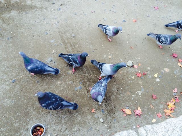 l_Ђɂ͔ς܂B_ȂĒʂ