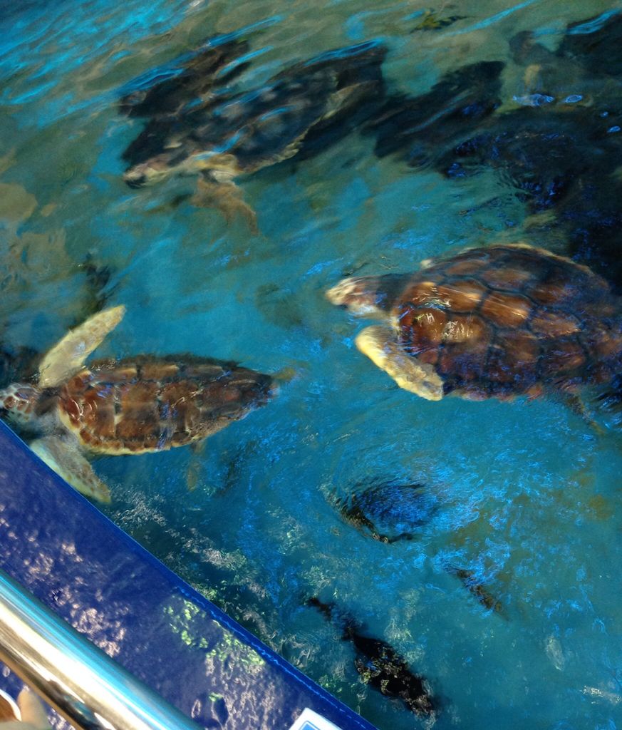 竹島水族館