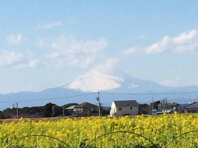 菜の花の向こうに富士山が見えます_長井海の手公園ソレイユの丘