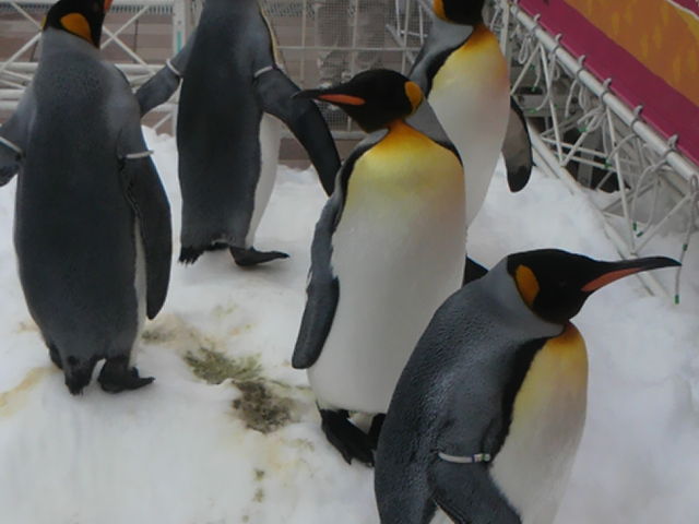 �y���M�����ԋ߂��Ɍ����B_�C�V��