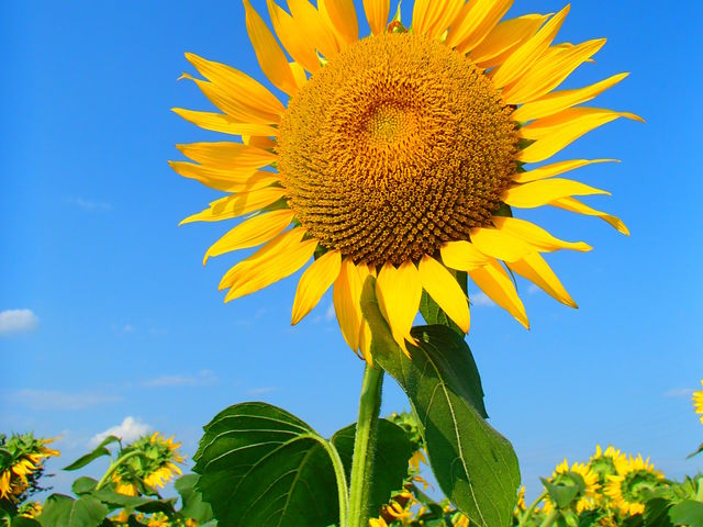 ���̐��������A���n������Ђ܂�肾�炯�B_�n�C�W�̑��@�N������