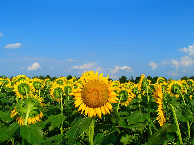 �P�l�����A�t�����H�I_�n�C�W�̑��@�N������