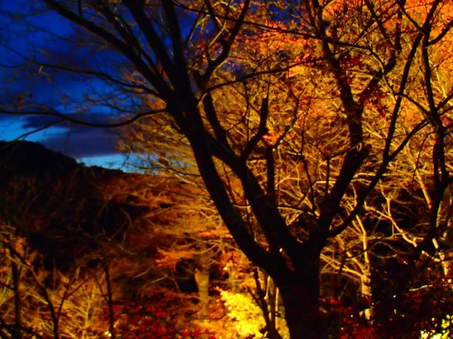 �g�t�̃��C�g�A�b�v_�{�V�k�J