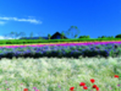 ܂񂳂̍c삷uˌւ̓eʐ^1