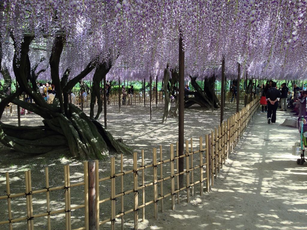 岡崎公園の五万石藤