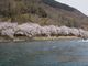 まささんの海津大崎の桜の投稿写真1