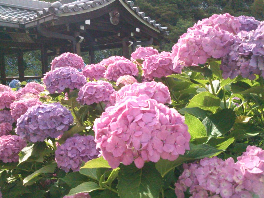 善峯寺