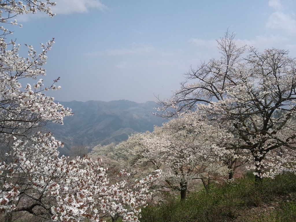 美の山公園の桜