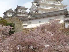 白い姫路城_姫路城の桜