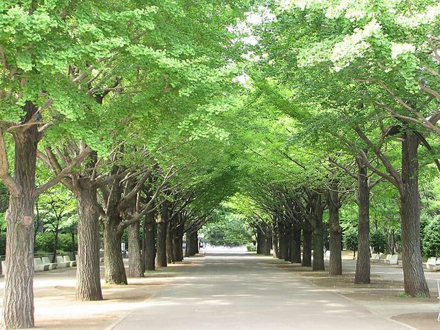 光が丘公園