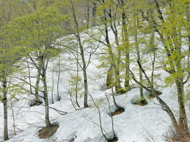 �{�쉷��