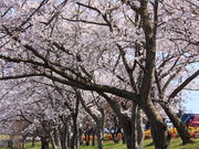 espnhdce����̂Ƃ�������^�T�N���̓��e�ʐ^1