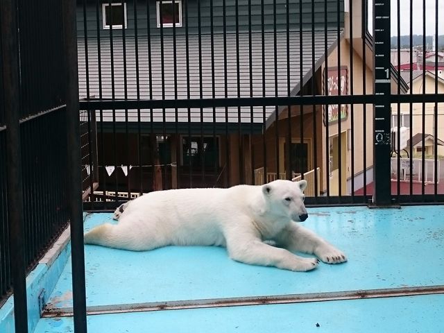 �V���N�}����_���тЂ듮����