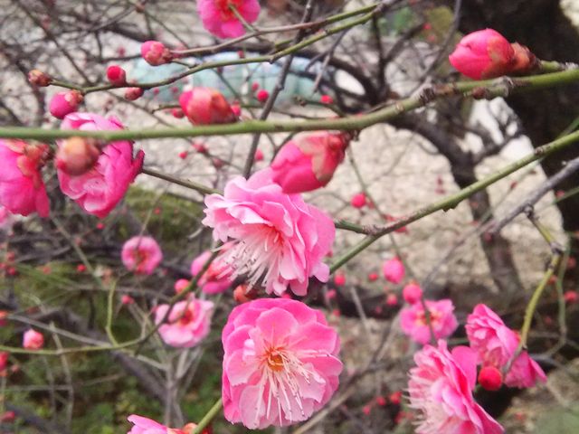 �����̍g�~_�O�{�_��