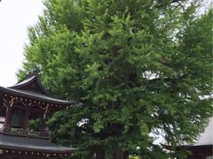 シトラさんの飛騨国分寺の大イチョウの投稿写真1