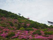 ς炿񂳂̃~}LV}̓eʐ^1