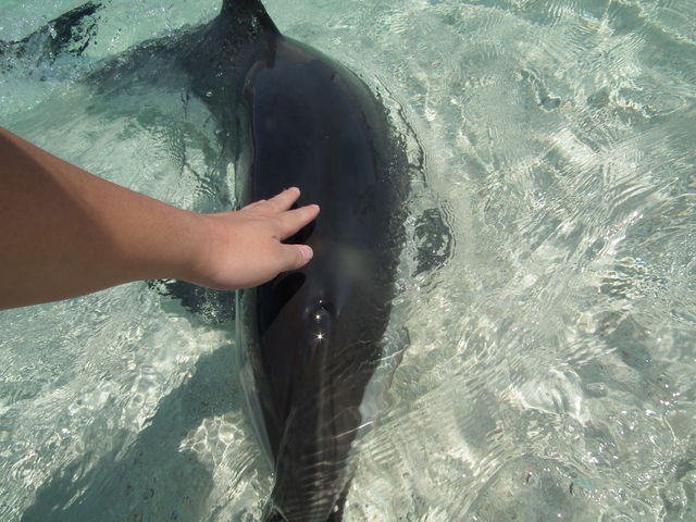 CJߊĂĐG܂
̎q̓`F[_啪}[pXفu݂܂v