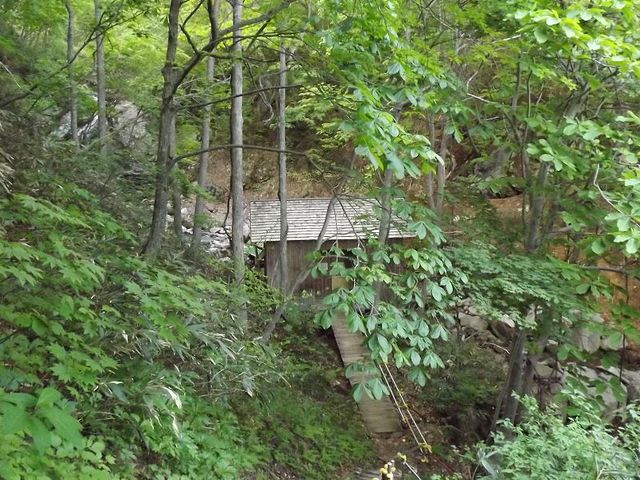 �X�̒����T�����x�����ƁA�I�V���C�̒E�ߏ��̌����������Ă���B_�x�ɑ� ���Ԓ�����