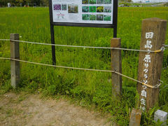 訪れるなら4月のさくら草まつりがオススメ 田島ヶ原サクラソウ自生地の口コミ じゃらんnet