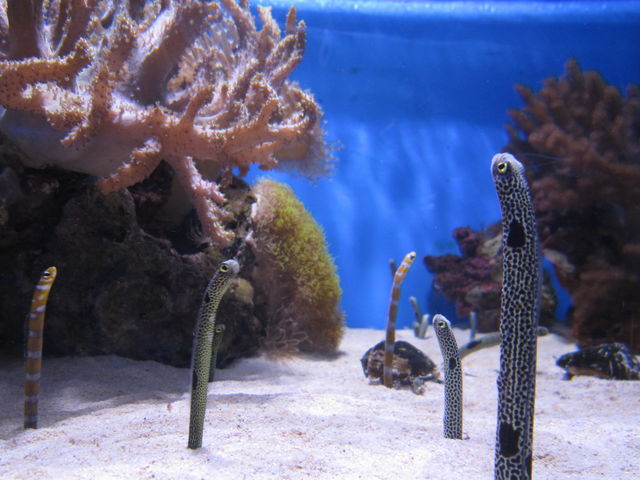 ������߂ȃM���|_���Í`�[�C�����ف`�V�[���J���X�E�~���[�W�A���`