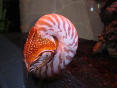 Í`[Cف`V[JXE~[WA`̎ʐ^3