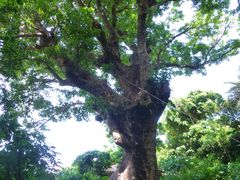 chayhian̎񗢋钬̑AJMւ̓eʐ^1