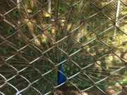 ��������̑啽�R�^���̓��e�ʐ^3