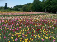 ܂؂̍c삷uˌւ̓eʐ^1