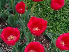 ܂؂̍c삷uˌւ̓eʐ^2