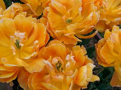 ܂؂̍c삷uˌւ̓eʐ^3