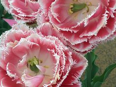 ܂؂̍c삷uˌւ̓eʐ^4