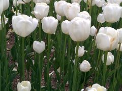 ܂؂̍c삷uˌւ̓eʐ^5