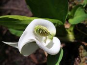 ������񂳂�̐��m�Ԃ̐X�̓��e�ʐ^1