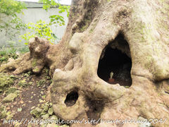 Ƃ炤Ă͂ނ̎񗢋钬̑AJMւ̓eʐ^1